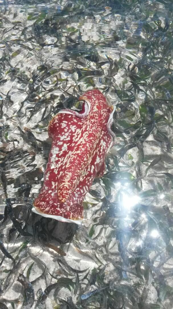 Lucrezia'S Garden Zanzibar Hotell Pwani Mchangani Eksteriør bilde