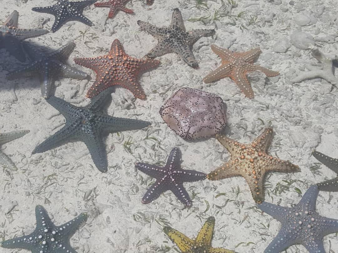Lucrezia'S Garden Zanzibar Hotell Pwani Mchangani Eksteriør bilde